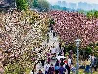 图集 | 清明假期赏古城春色