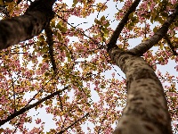 图集 | 清明假期赏古城春色