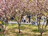 图集 | 清明假期赏古城春色