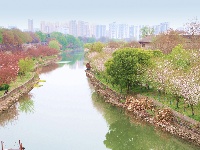 图集 | 春暖花开季 荆州老南门赏樱正当时