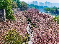 图集 | 清明假期赏古城春色
