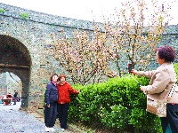 图集 | 春暖花开季 荆州老南门赏樱正当时