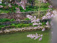 图集 | 清明假期赏古城春色