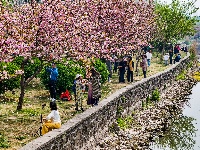 图集 | 清明假期赏古城春色