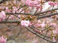 图集 | 春暖花开季 荆州老南门赏樱正当时