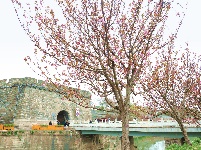 图集 | 春暖花开季 荆州老南门赏樱正当时