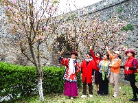 图集 | 春暖花开季 荆州老南门赏樱正当时