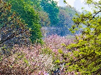 图集 | 清明假期赏古城春色