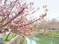 图集 | 春暖花开季 荆州老南门赏樱正当时