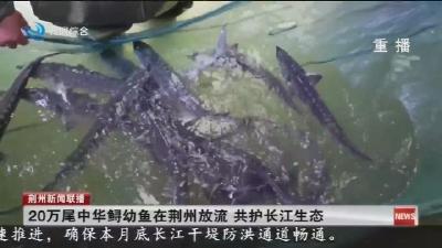 20万尾中华鲟幼鱼在荆州放流 共护长江生态
