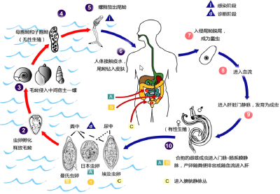 接触10秒即可感染，中疾控紧急提醒