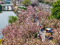 图集 | 清明假期赏古城春色