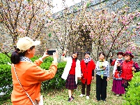 图集 | 春暖花开季 荆州老南门赏樱正当时