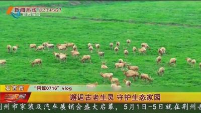 邂逅古老生灵 守护生态家园
