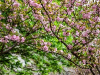 图集 | 清明假期赏古城春色