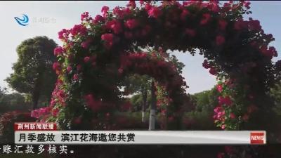 月季盛放 滨江花海邀您共赏