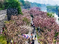 图集 | 清明假期赏古城春色