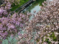 图集 | 清明假期赏古城春色