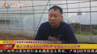 蔬菜之王”抢“鲜”上市!