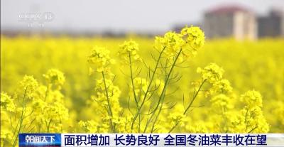 丰收在望！今年我国冬油菜面积1.1亿亩 连续7年增加