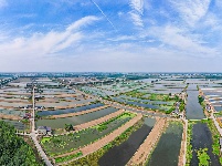 图集 | 公安县崇湖国家湿地公园美在当“夏”
