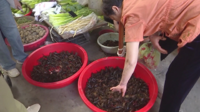 荆州味道｜“尝鲜正当时”！荆州小龙虾大量上市