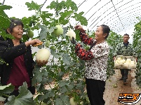 图集 | 江陵这个基地瓜香满园，大棚甜瓜变“金”瓜