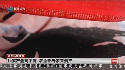 油菜产量高不高 农业部专家来测产