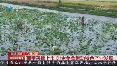 央视新闻：藕带采摘上市 时令美食带动特色产业发展