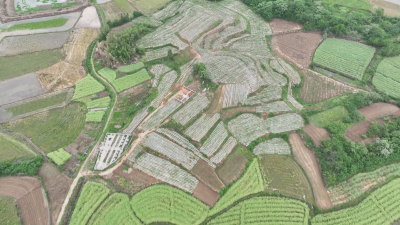 洪湖市乌林镇：做好土地流转文章 激活乡村振兴新动力  