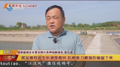长江 “芯片” : 长吻鮠的生态密码