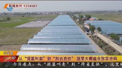 从“提篮叫卖”到“跨省直供” 蔬菜大棚蕴含致富密码