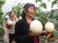 图集 | 江陵这个基地瓜香满园，大棚甜瓜变“金”瓜