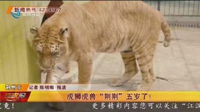虎狮虎兽“荆荆”五岁了!