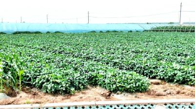 2.6亿，洪湖一村靠蔬菜起家……