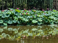 图集 | 荷花初绽夏渐浓