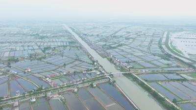 监利小龙虾“钳”住好“丰”景
