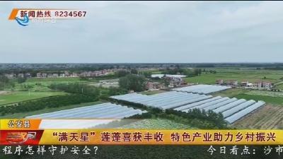 “满天星”莲蓬喜获丰收 特色产业助力乡村振兴