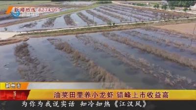 油菜田里养小龙虾 错峰上市收益高