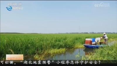 中国三农报道：守好“饭碗田” 用好“发展地” 粮食产量提升明显