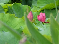 图集 | 荷花初绽夏渐浓