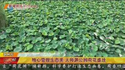 精心管理生态美 太师渊公园荷花盛放