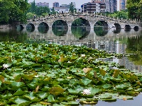 图集 | 荷花初绽夏渐浓