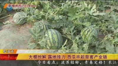 大棚抢鲜 露地接力 西瓜串起甜蜜产业链