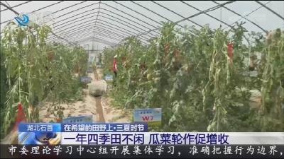 央视关注：石首 西瓜“睡”吊床 瓜菜巧轮作