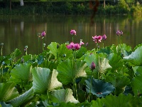 图集 | 荷花初绽夏渐浓