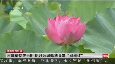 古城荷韵正当时 明月公园邀您共赏“别样红”