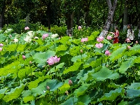 图集 | 荷花初绽夏渐浓