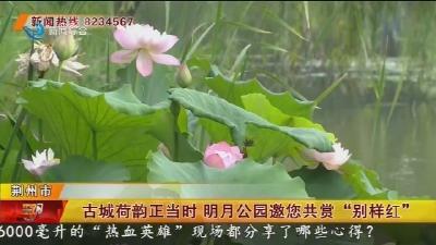 古城荷韵正当时 明月公园邀您共赏“别样红”