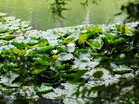 图集 | 荷花初绽夏渐浓